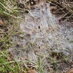 Pink Snow Mold: A Common Fall Lawn Problem in Calgary